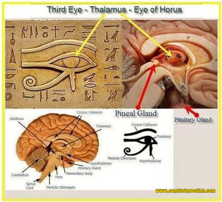 Tuyến tùng trong bộ não và con mắt thứ ba là cánh cửa trung gian kết nối