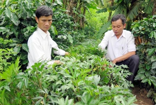 Cán bộ Phòng Nông nghiệp kiểm tra vườn sâm đương quy do người dân xã Ngọc Lây, huyện Tu Mơ Rông (Kon Tum) trồng.