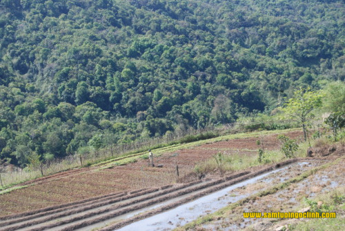 Một góc núi rừng Ngọc Lây, nơi bà con trồng cây sâm đương quy  - Ảnh: H.V.M.
