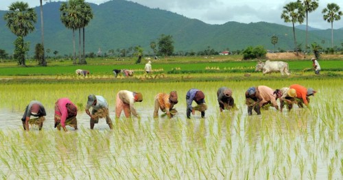 Dù Việt Nam có lượng gạo xuất khẩu cao trên thế giới, nhưng vẫn nhập gạo Campuchia.