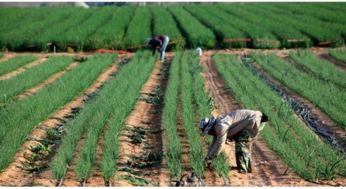 Hầu hết ngành nông nghiệp của Israel được xây dựng theo 2 mô hình là hợp tác xã (kibbutz) và làng nông nghiệp (moshav).
