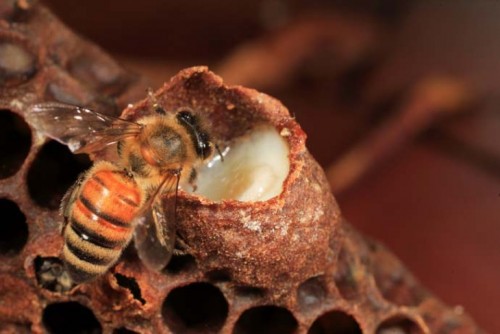 Các con ong thợ xác định số phận của ấu trùng bằng những gì chúng cho ấu trùng ăn