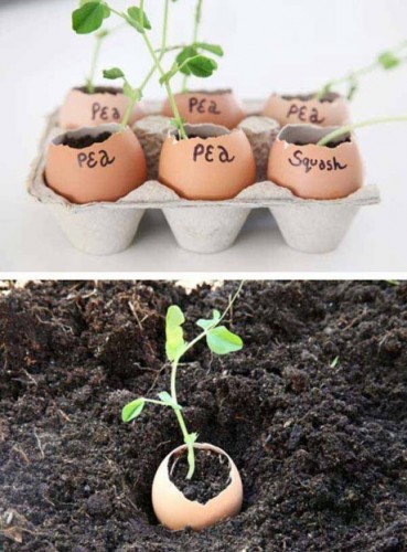 Thay vì phải mua những chiếc rổ nhỏ hoặc bịch nylon để ươm hạt, chỉ cần lấy vỏ trứng và cho thêm ít đất vào là bạn có thể bắt đầu ươm giống cây trồng hiệu quả