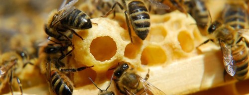 Kỹ thuật nuôi Ong