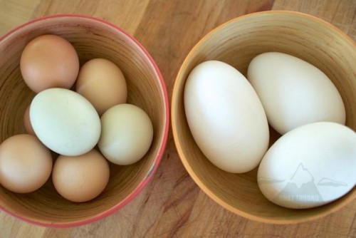 Theo bác sĩ Lê Thị Thu Hương, khoa sản phụ, học viện Y dược học cổ truyền Việt Nam, trứng ngỗng chỉ hiếm chứ không quý và kém trứng gà về giá trị dinh dưỡng.