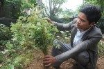 Sâm đương quy là một trong những cây thuốc quý được trồng tại Tu Mơ Rông
