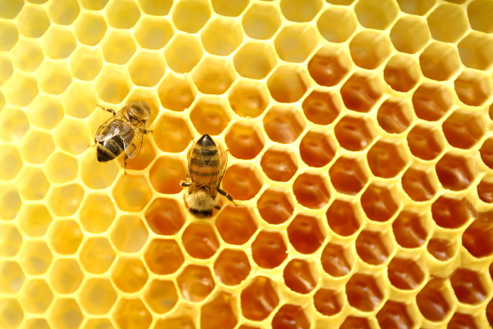 mật ong rừng nguyên chất