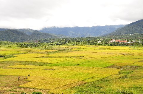 Cánh đồng vàng trĩu hạt ở Xã Đắk Choong