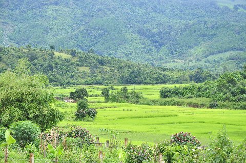 Và những cánh đồng xanh căng tràn sức sống cho làng quên thêm giàu đẹp