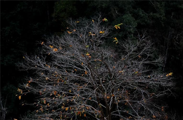 Những chiếc lá vàng cuối cùng còn nán lại trên cây như muốn níu giữ chút sự sống cho mùa đông lạnh giá cũ kĩ. (Ảnh: Minh Đức)