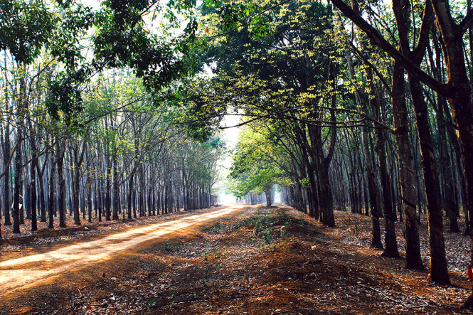 Khoảnh khắc giao mùa của rừng cao su - Ảnh: Bùi Minh Đức