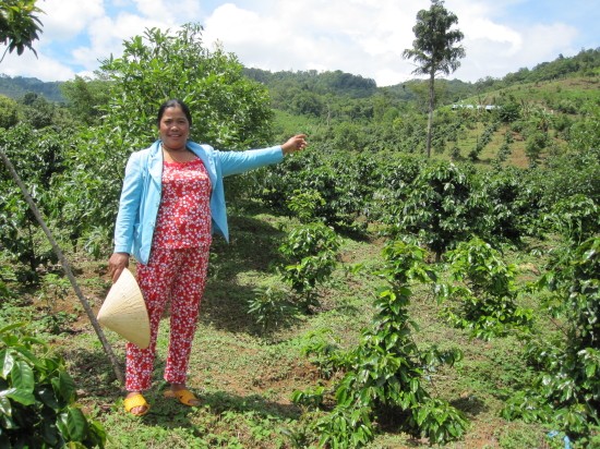 Rẫy trồng sâm dây, cà phê, bời lời rộng mênh mông của chị Y Bắp ở xã Tê Xăng, huyện Tu Mơ Rông. Ảnh: Quốc Dinh