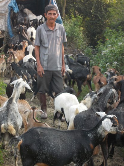 Ông Lê Văn Thành chăm sóc đàn dê. Đào Minh Trung