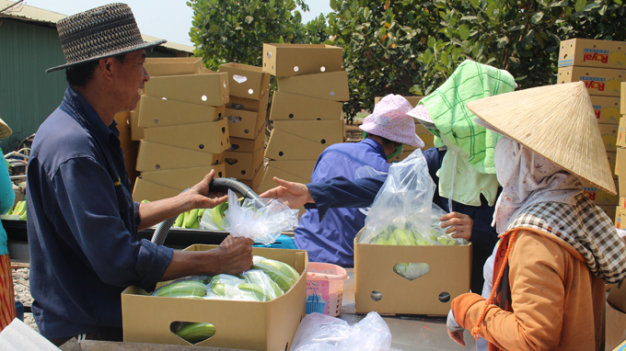 Chuyên gia Philippines hướng dẫn công nhân đóng gói chuối xuất khẩu sang Hàn Quốc tại Công ty Unifarm - Ảnh: T.Mạnh