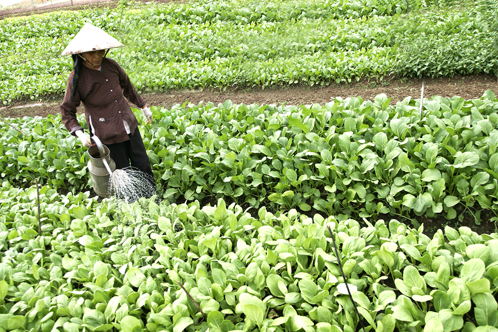 Con đường nào cho nông nghiệp Việt Nam phát triển