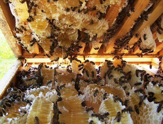 kỹ thuật nuôi ong lấy mật 3