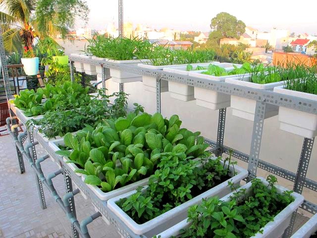 Dựa vào vị trí trồng rau sạch trên sân thượng bạn chọn mẫu thiết kế vườn rau sạch trên sân thượng nào phù hợp với bạn