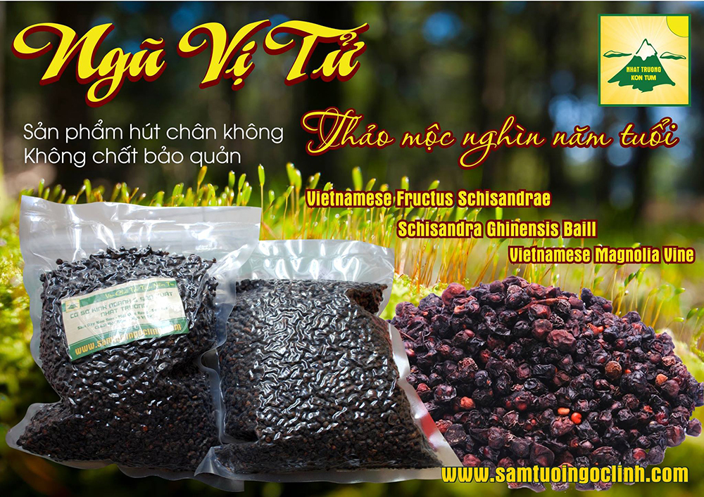 ngũ vị tử ngọc linh kon tum nhật trường