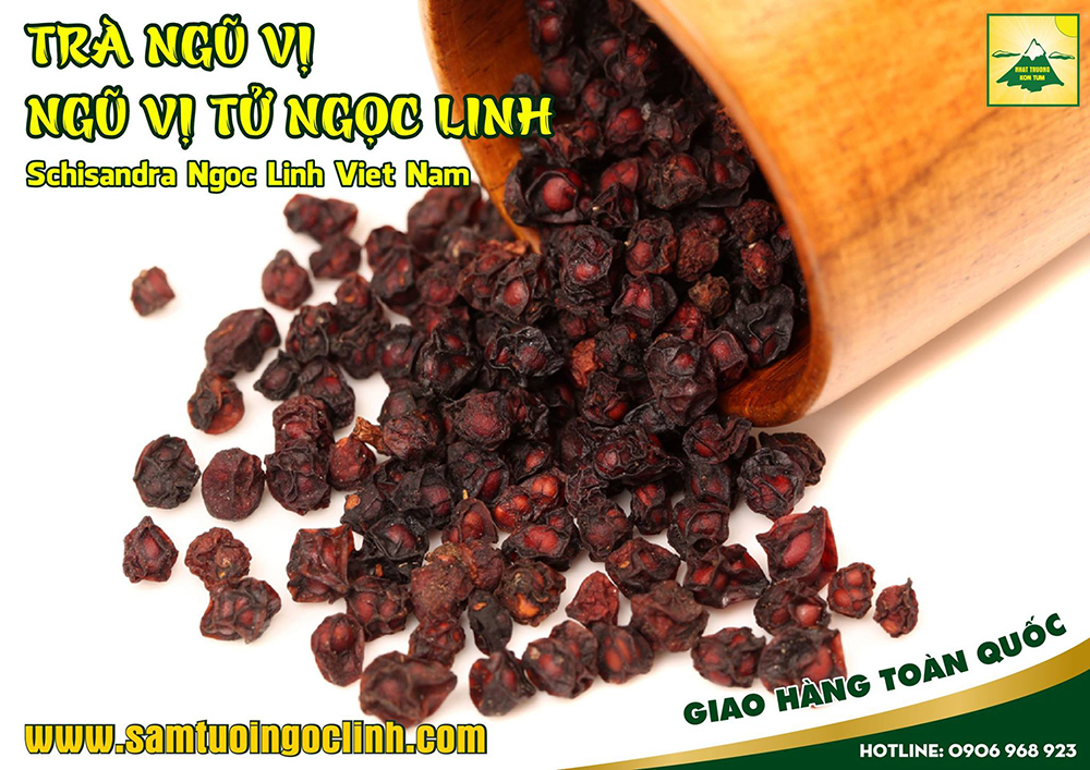 ngũ vị tử ngọc linh kon tum việt nam