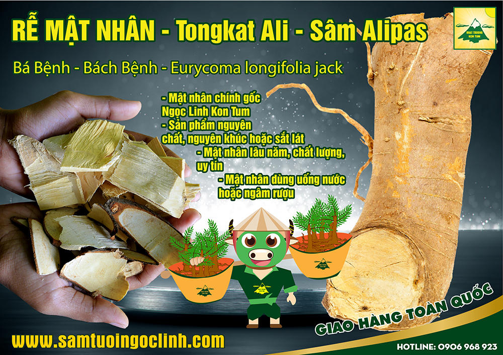 mật nhân sâm alipas Tongkat Ali Eurycoma longifolia jack (1)