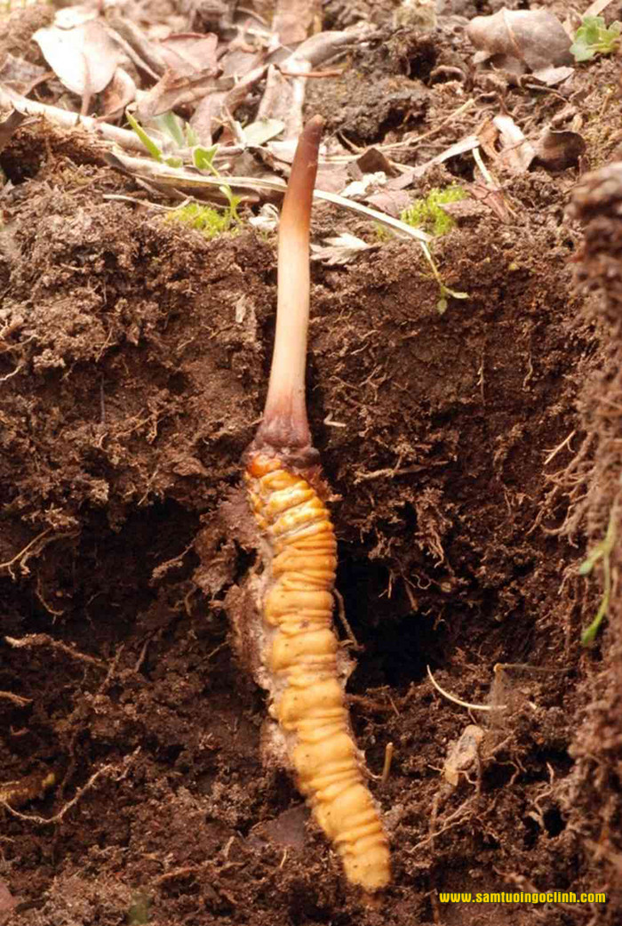 Cordyceps sinensis đông trùng hạ thảo