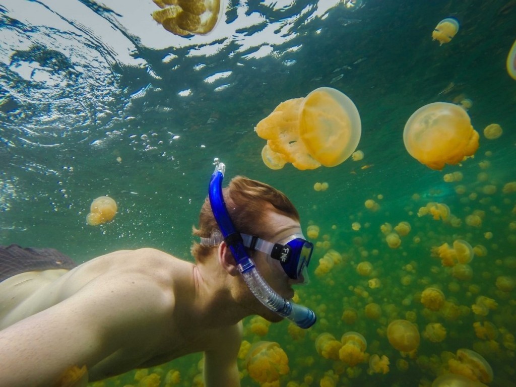 Bơi cùng hàng nghìn con sứa ở Hồ Sứa