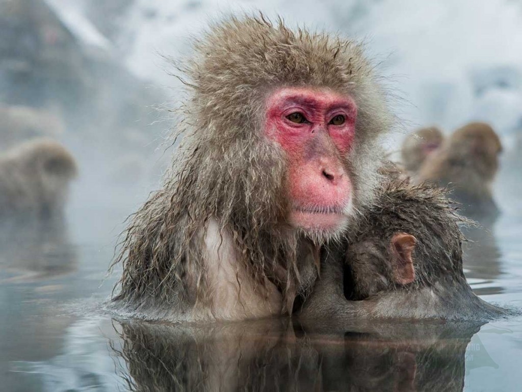 Làm quen với những con khỉ tuyết Nhật Bản