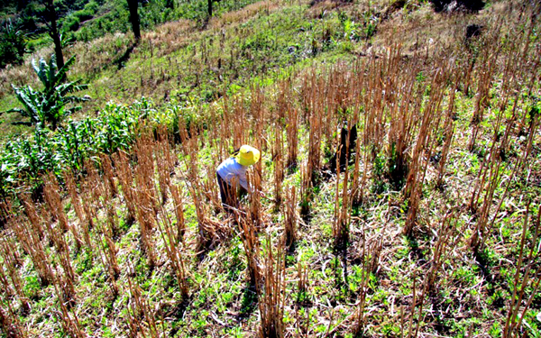 Cây bo bo được trồng trở lại tạihuyện Tu Mơ Rông, tỉnh Kon Tum.