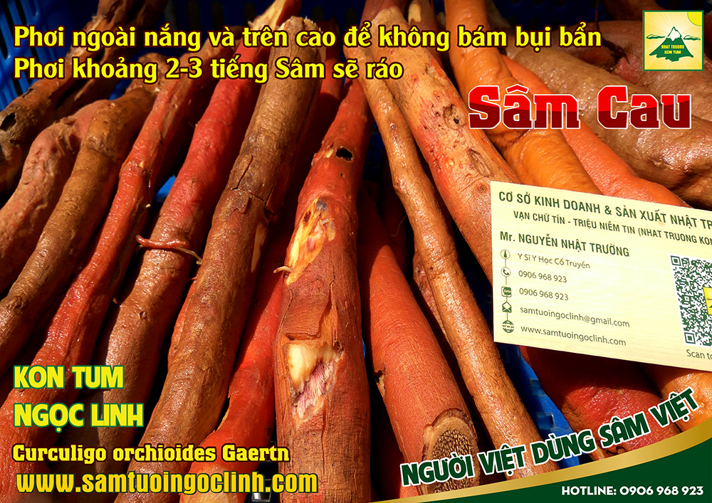 Chúng tôi chuyên cung cấp Sâm Cau chất lượng từ vùng núi Ngọc Linh Kon Tum, Sâm được chọn lựa củ phẩm chất tốt