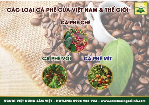 Cà phê xứ lạnh là gì? 3 loại cà phê Việt Nam cà phê chè, cà phê vối, cà phê mít