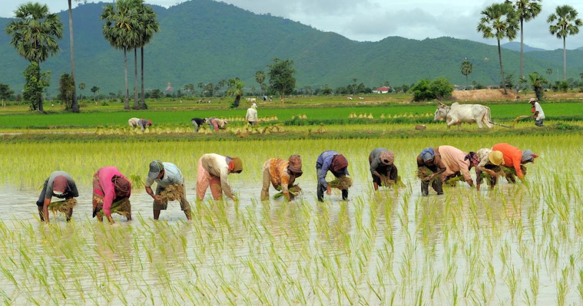 Dù Việt Nam có lượng gạo xuất khẩu cao trên thế giới, nhưng vẫn nhập gạo Campuchia.