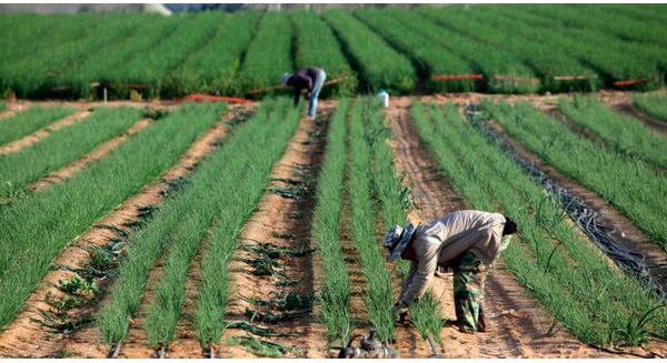Hầu hết ngành nông nghiệp của Israel được xây dựng theo 2 mô hình là hợp tác xã (kibbutz) và làng nông nghiệp (moshav).